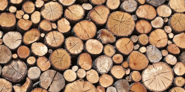 Los distintos tipos de madera que utilizamos en Wood World Barcelona